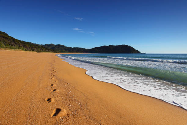 Footprints in the golden sand (XXXL) "Footprints along a perfect beach in the Abel Tasman National Park, New Zealand. Clear blue sky with plenty of copy space. 21 megapixels.You may also like images in this lightbox:" abel tasman national park stock pictures, royalty-free photos & images