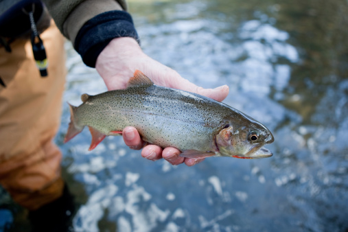 Male Atlantic salmon is caught, tagged and DNA sampled to help monitor their population.