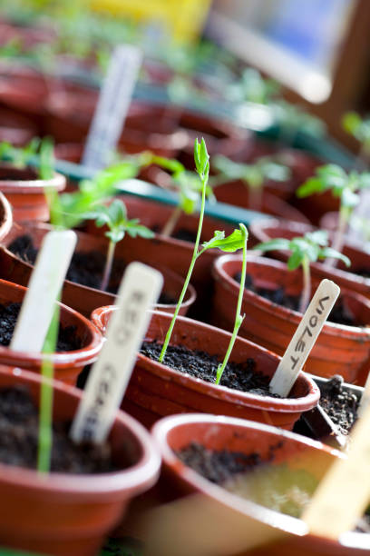 istock Shoots in the Potting Shed 173812050