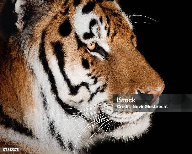 Perfil De Tigre Foto de stock y más banco de imágenes de Fondo negro - Fondo negro, Tigre, Animal
