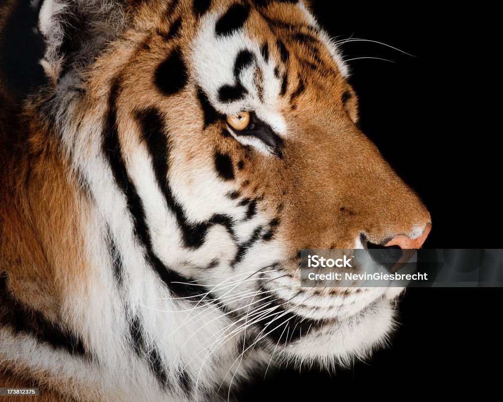 Profil de tigre - Photo de Fond noir libre de droits