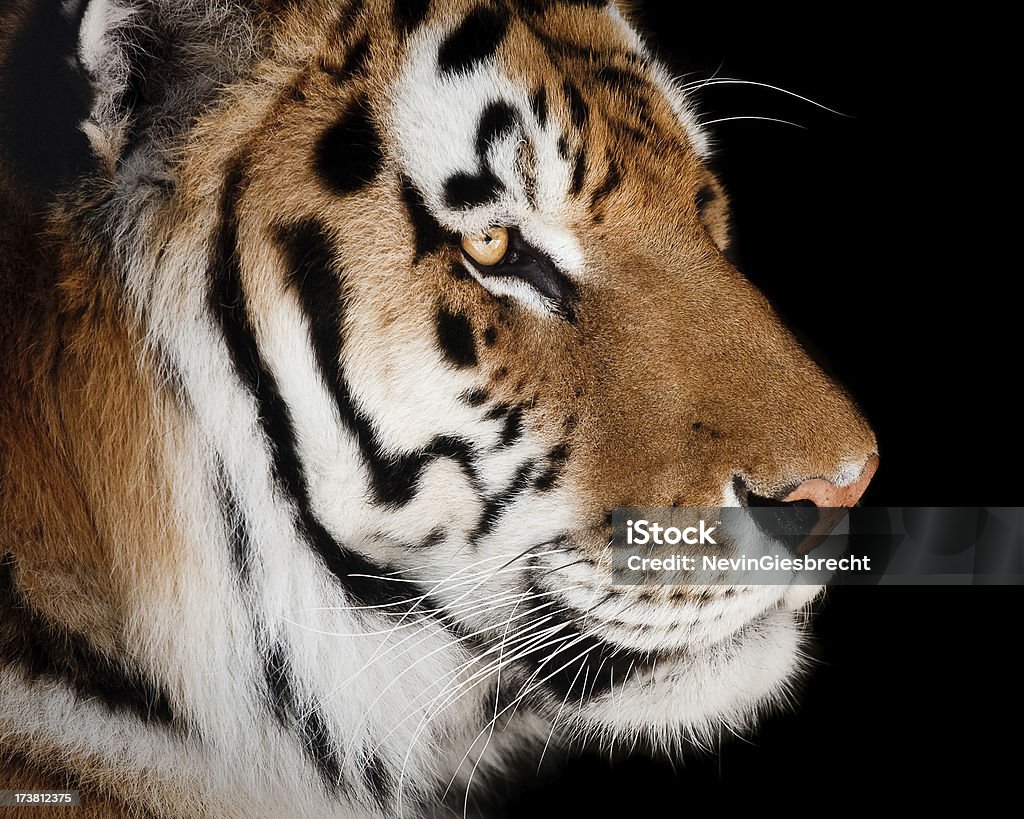 Tiger profilu - Zbiór zdjęć royalty-free (Czarne tło)