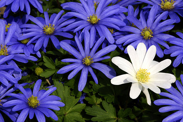 istock Blue and white anemones 173812381