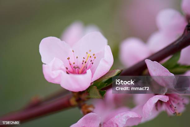 Cherry Blossom Stockfoto und mehr Bilder von Anfang - Anfang, April, Ast - Pflanzenbestandteil
