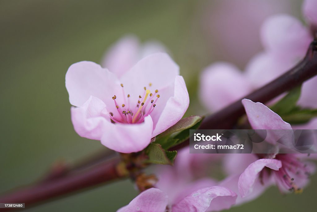 桜の花 - アウトフォーカスのロイヤリティフリーストックフォト