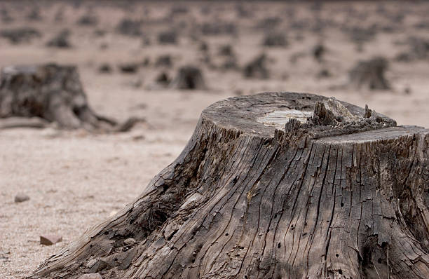 Destructed forest stock photo