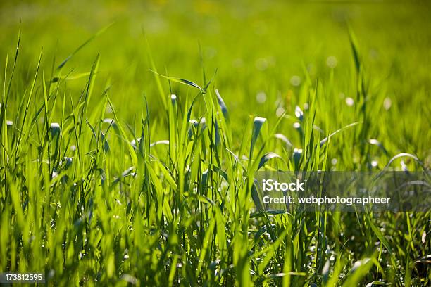 Foto de Gramado Verde e mais fotos de stock de A Grama do Vizinho é Sempre Mais Verde - A Grama do Vizinho é Sempre Mais Verde, Abundância, Ambiente vegetal