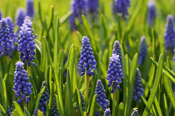 "Close up shot of a field of grape hyacinth, with shllow dof"