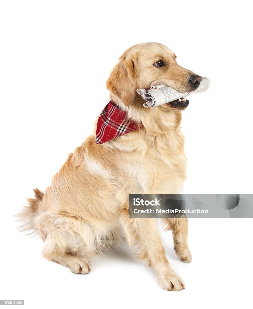 Labrador Dourado - Foto de stock de Cão royalty-free