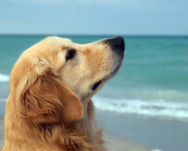 istock Golden Retriever on the Beach 173813107