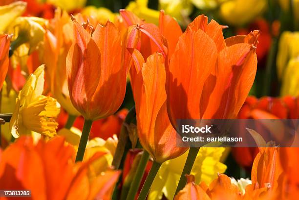 Sunbathed Tulips Stock Photo - Download Image Now - Dallas - Texas, Arboretum, Bright