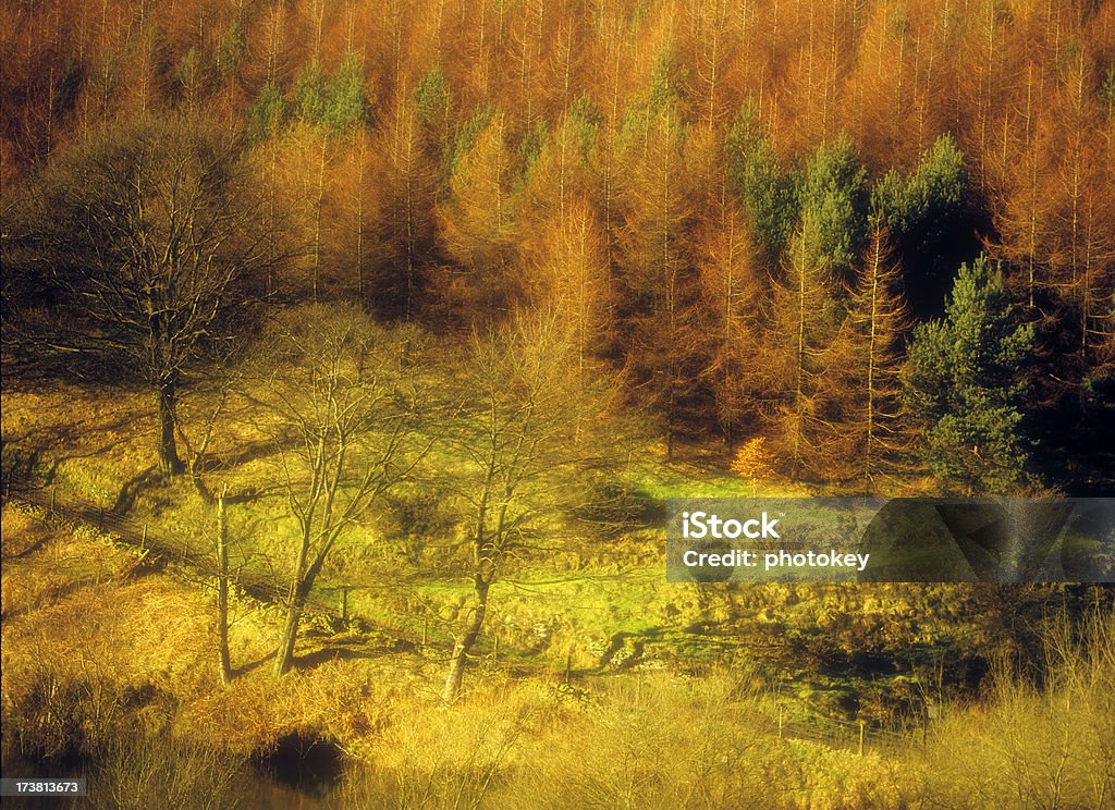 Cores do Outono - Foto de stock de Abstrato royalty-free