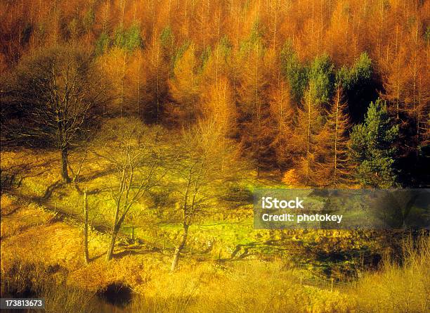 Foto de Cores Do Outono e mais fotos de stock de Abstrato - Abstrato, Acima, Bosque - Floresta
