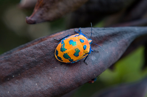 Brightly colored Australian Harlequin beetle.