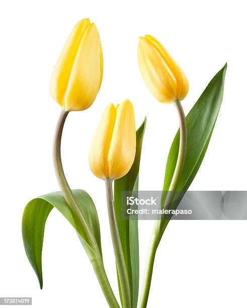 Foto de Tulipas Amarelas e mais fotos de stock de Amarelo - Amarelo, Arranjo de Flores, Beleza natural - Natureza