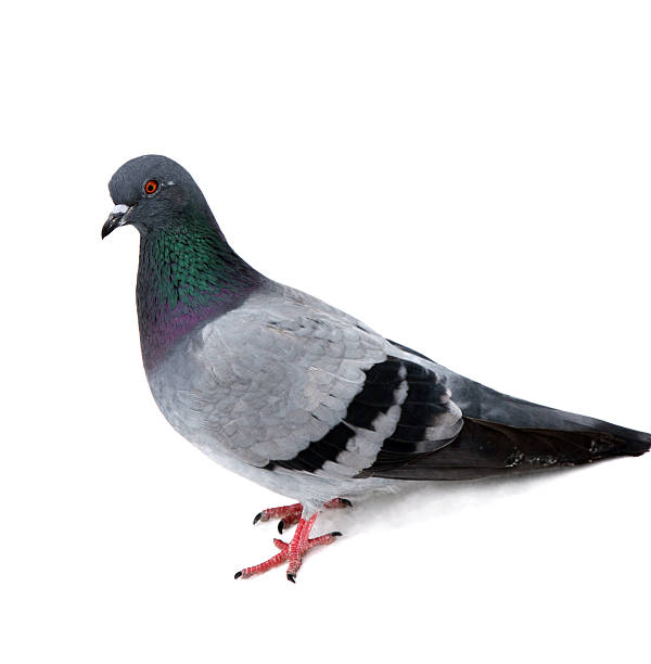 istock Close-up of pigeon against white background 173814076