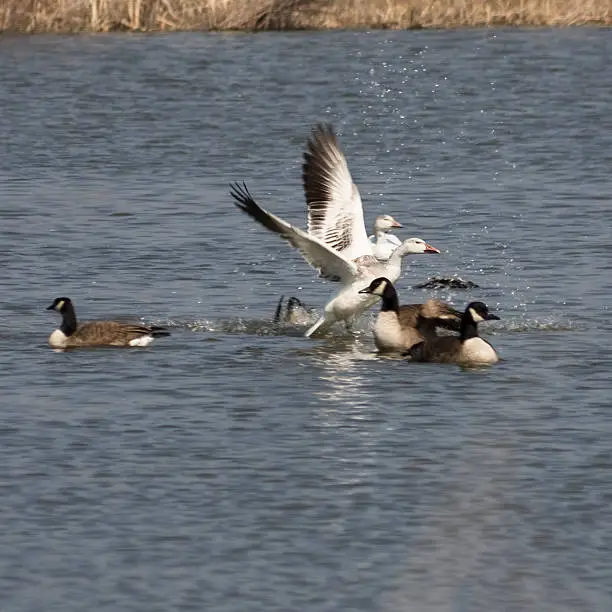 Snowgeese gather ona pond. Flapping wings and cleaning themselves in a flock.