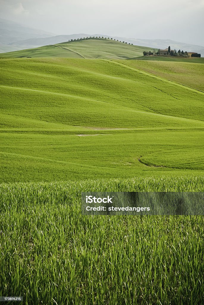 Los campos de trigo verde paisaje de Toscana - Foto de stock de Agricultura libre de derechos