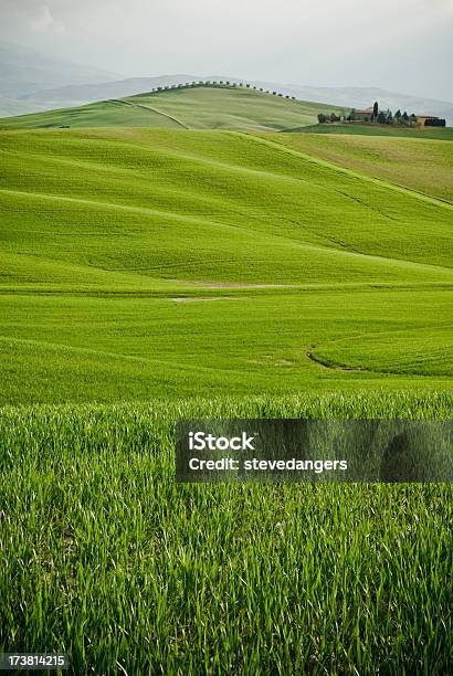 Los Campos De Trigo Verde Paisaje De Toscana Foto de stock y más banco de imágenes de Agricultura - Agricultura, Aire libre, Aislado