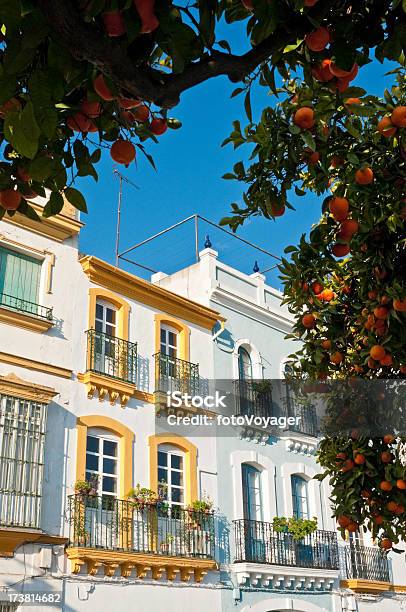 セビリアオレンジの木とヴィラ - オレンジの木のストックフォトや画像を多数ご用意 - オレンジの木, セビリア市, スペイン
