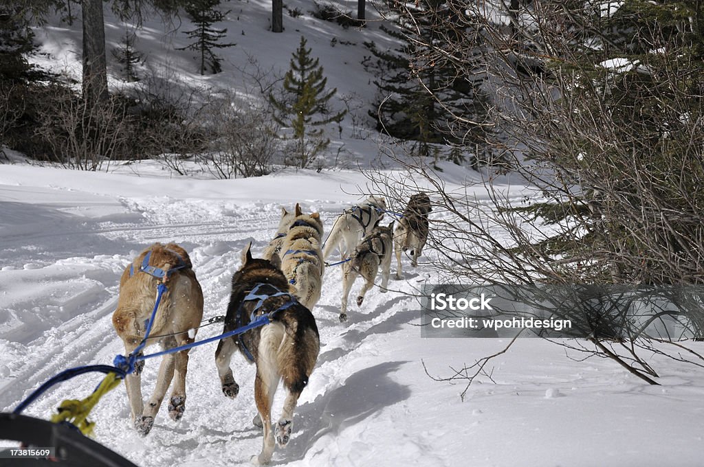 Hundeschlittenfahren team - Lizenzfrei Alaska - US-Bundesstaat Stock-Foto