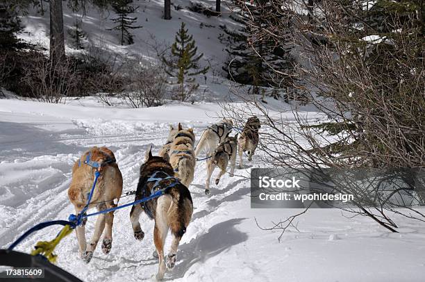 Hundeschlittenfahren Team Stockfoto und mehr Bilder von Alaska - US-Bundesstaat - Alaska - US-Bundesstaat, Hund, Baum