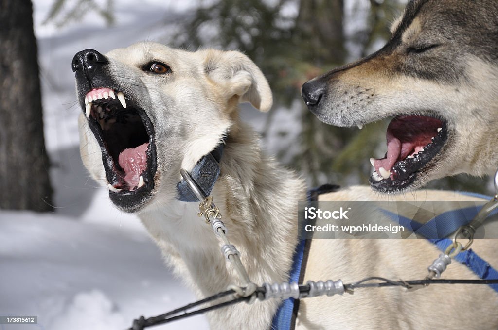 Упряжная собака Кусать - Стоковые фото Собачьи нарты роялти-фри