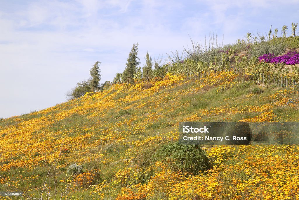 Papoila-da-Califórnia, Prado de Wildflowers - Royalty-free Amarelo Foto de stock