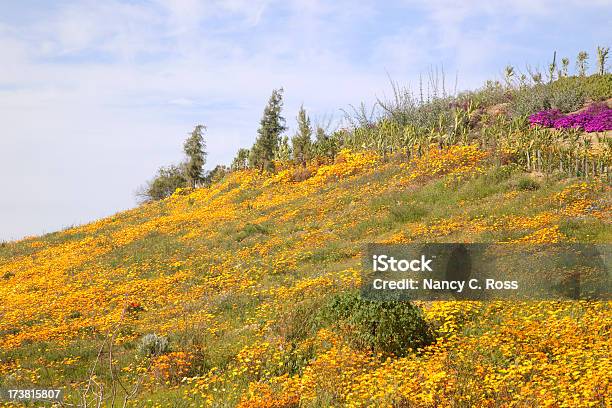 Papoiladacalifórnia Prado De Wildflowers - Fotografias de stock e mais imagens de Amarelo - Amarelo, Ao Ar Livre, Beleza natural