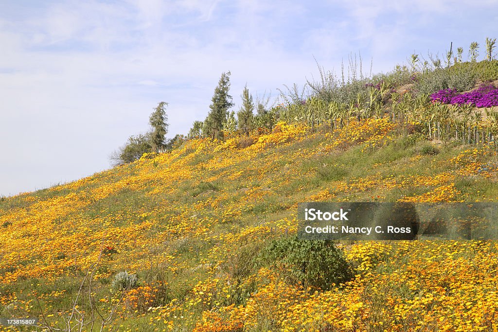 Эшшольция, луг из Wildflowers - Стоковые фото Без людей роялти-фри