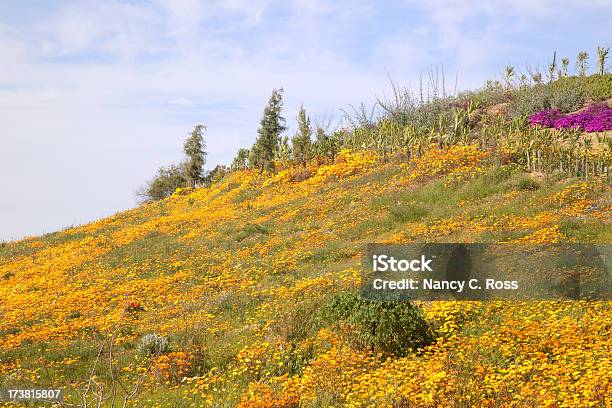 Эшшольция Луг Из Wildflowers — стоковые фотографии и другие картинки Без людей - Без людей, Весна, Возвышенность