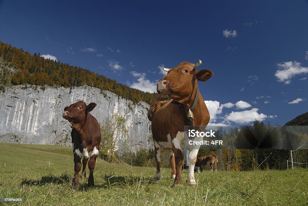 Famille de vache - Photo de Nuage libre de droits