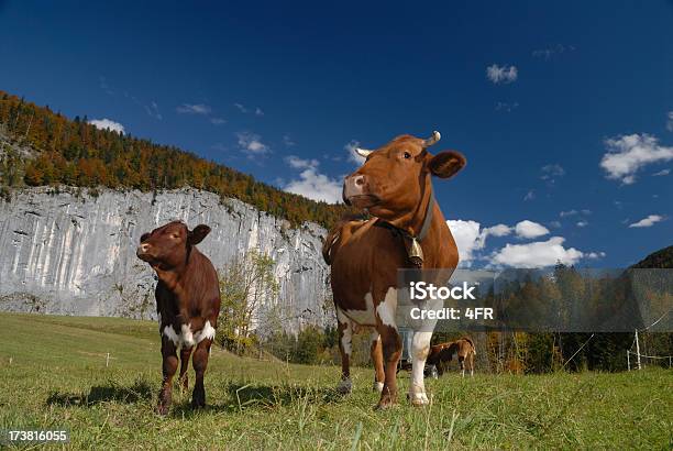 Photo libre de droit de Famille De Vache banque d'images et plus d'images libres de droit de Nuage - Nuage, Près de, Agriculture