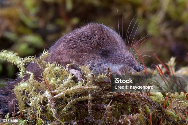 Foto de Musaranhoin Entre O Moss e mais fotos de stock de Animal - Animal, Animal selvagem, Bigode de animal