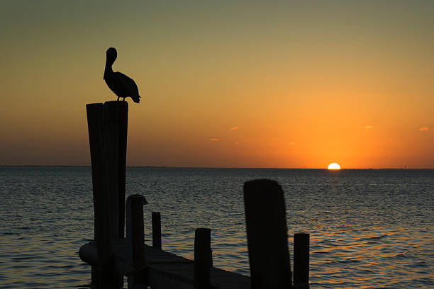 South Padre Island, Texas Sunset with Pelican Perched on Pier "Subject: Pelican perched on a pier during a sunset as seen from South Padre Island, Texas" pelican silhouette stock pictures, royalty-free photos & images