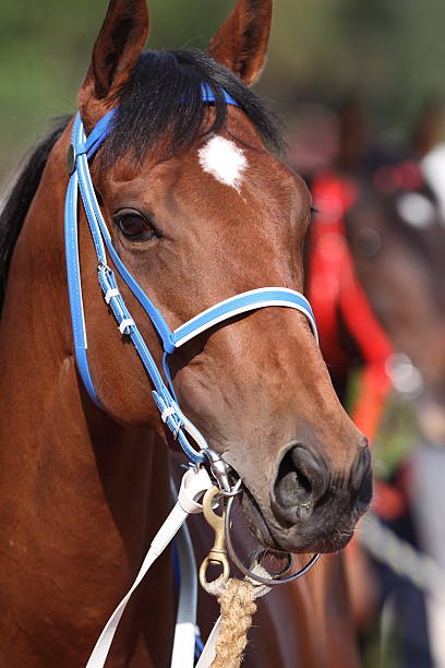 istock Horse 173816386