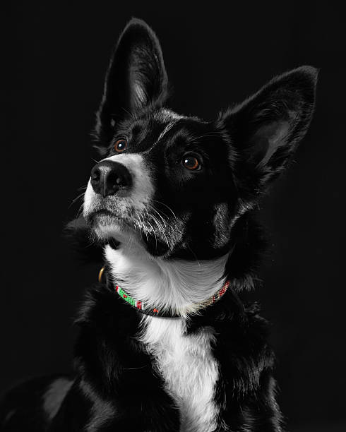 Border Collie cucciolo - foto stock