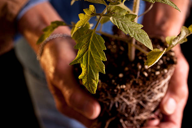 istock Tomato plant and root ball held by man 173816757