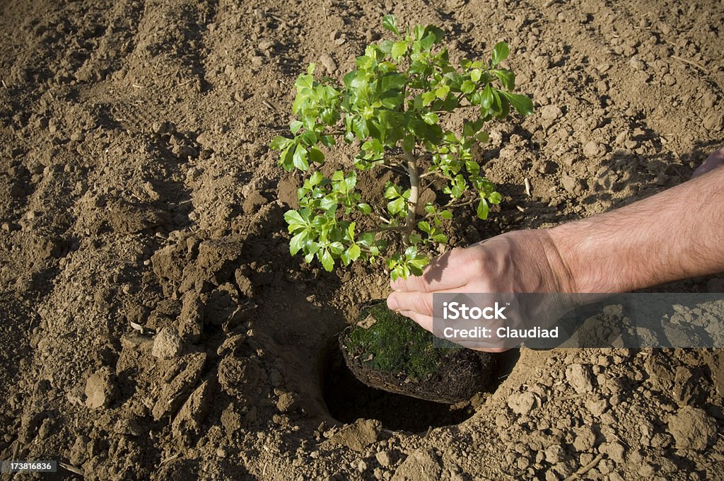 Plantando un árbol - Foto de stock de Abrir libre de derechos