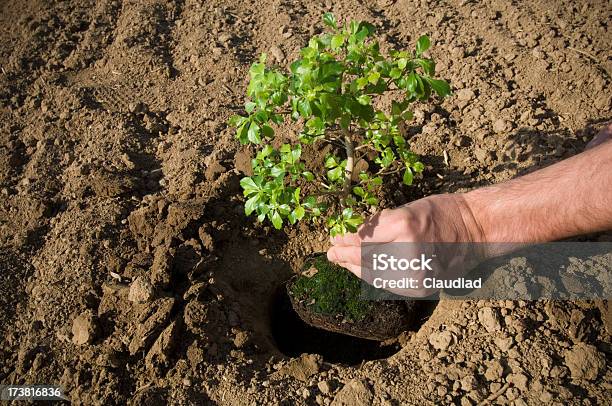 Plantando Un Árbol Foto de stock y más banco de imágenes de Abrir - Abrir, Adulto, Agarrar
