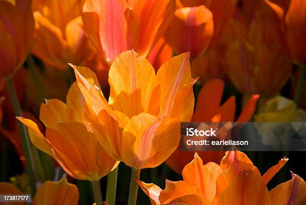 Orange Tulip In The Sun Stock Photo - Download Image Now - Arboretum, Bright, Cheerful