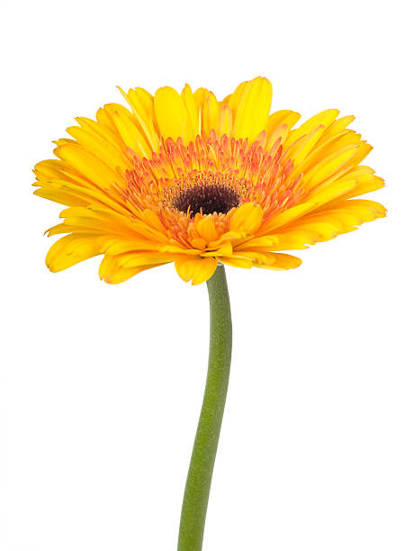 istock Sunny yellow and orange Gerbera Daisy 173817263