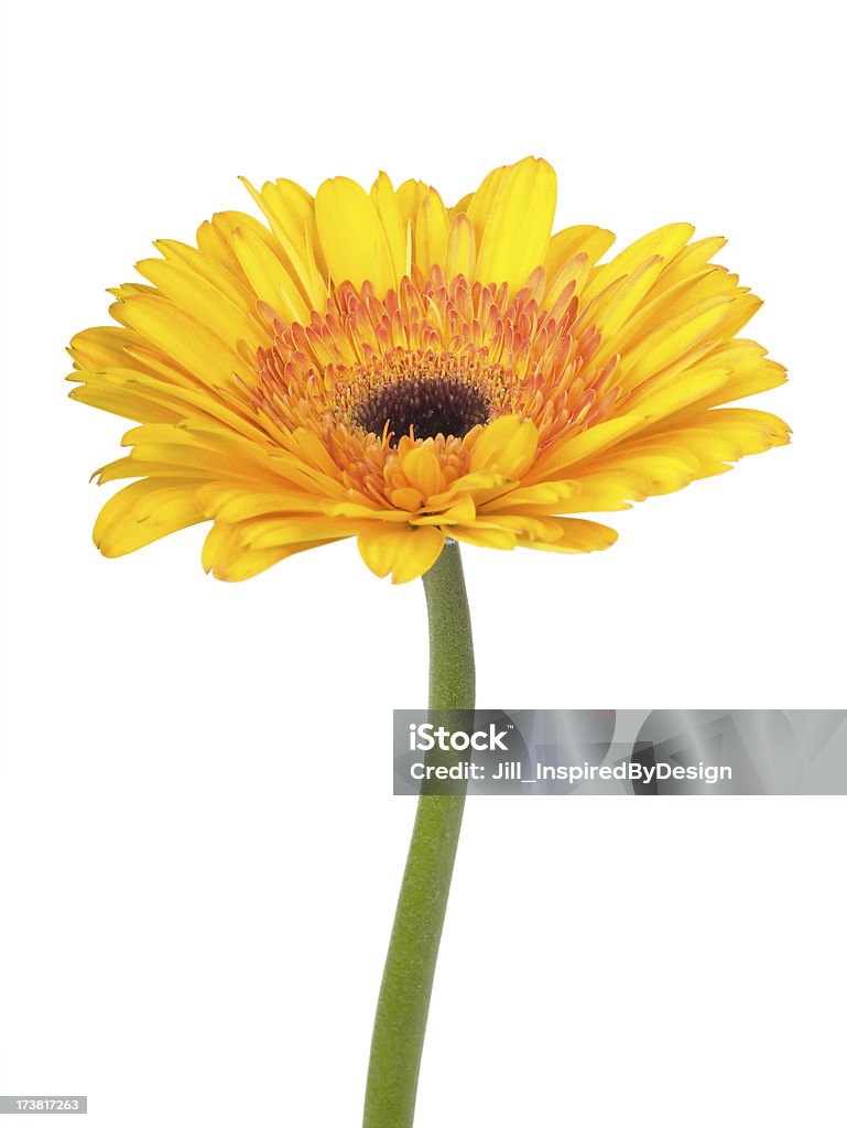 Sunny yellow and orange Gerbera Daisy Side view of one yellow and orange Gerbera Daisy. Beauty In Nature Stock Photo