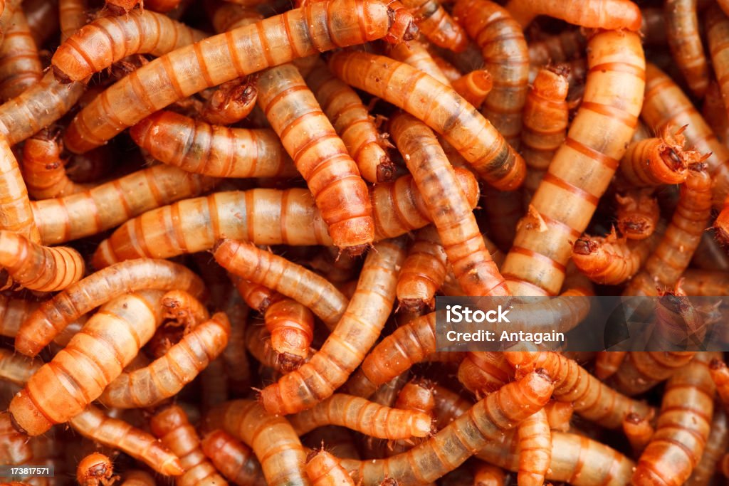 mealworm - Zbiór zdjęć royalty-free (Czołgać się)