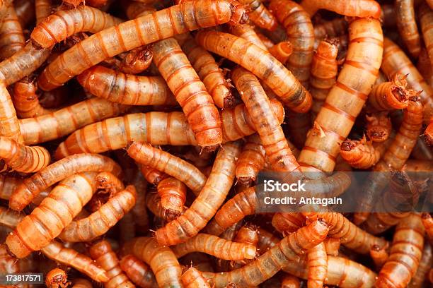 Mealworm - zdjęcia stockowe i więcej obrazów Czołgać się - Czołgać się, Domowa uprawa, Duża grupa zwierząt