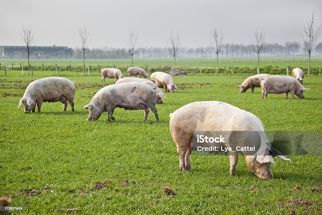 Cerdos la primavera # 7, XXXL - Foto de stock de Cerdo libre de derechos