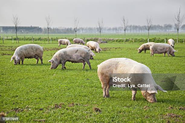 Cerdos La Primavera 7 Xxxl Foto de stock y más banco de imágenes de Cerdo - Cerdo, Campo - Tierra cultivada, Hierba - Pasto