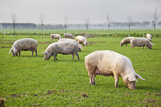Pigs springtime # 7 XXXL