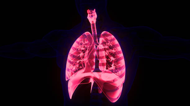 istock Human Respiratory System Lungs with Diaphragm Anatomy 1738176980