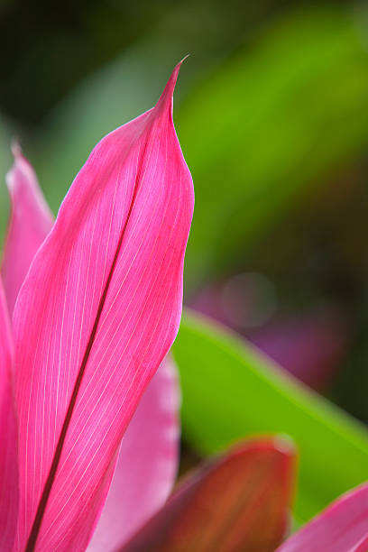 Tropical Color Beautiful backlit fushia colored  ti plant leaf. cordyline fruticosa stock pictures, royalty-free photos & images
